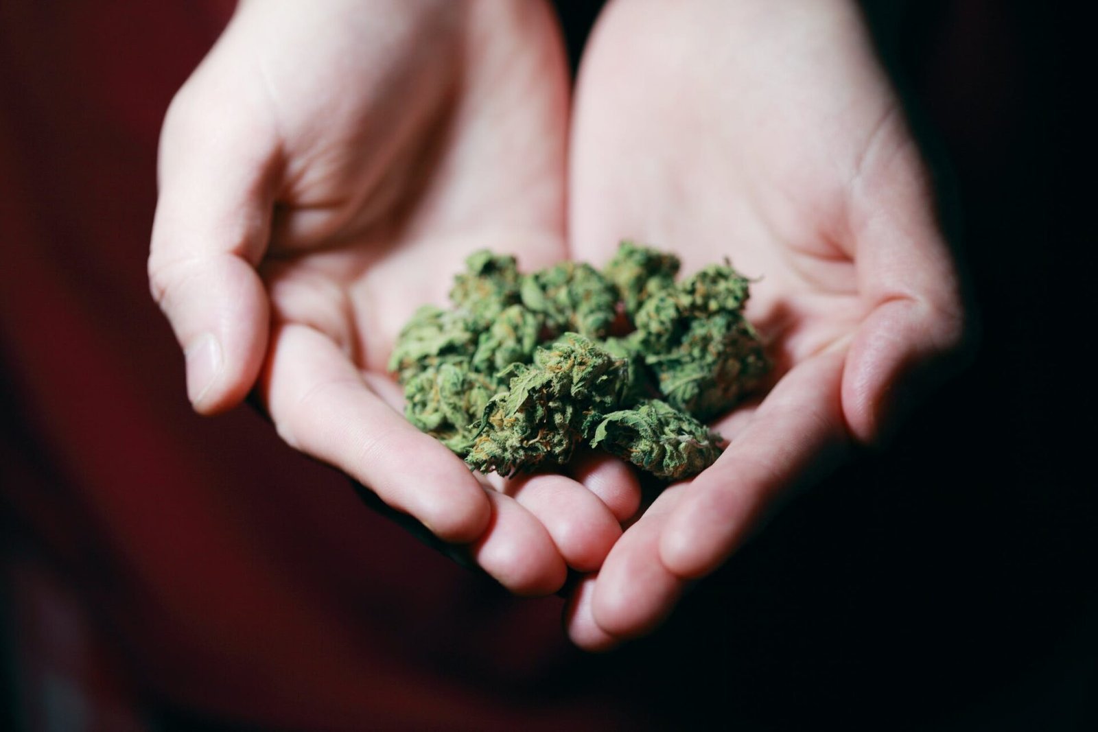 #ActivosCosméticos CBD, el uso de cannabis en la industria cosmética