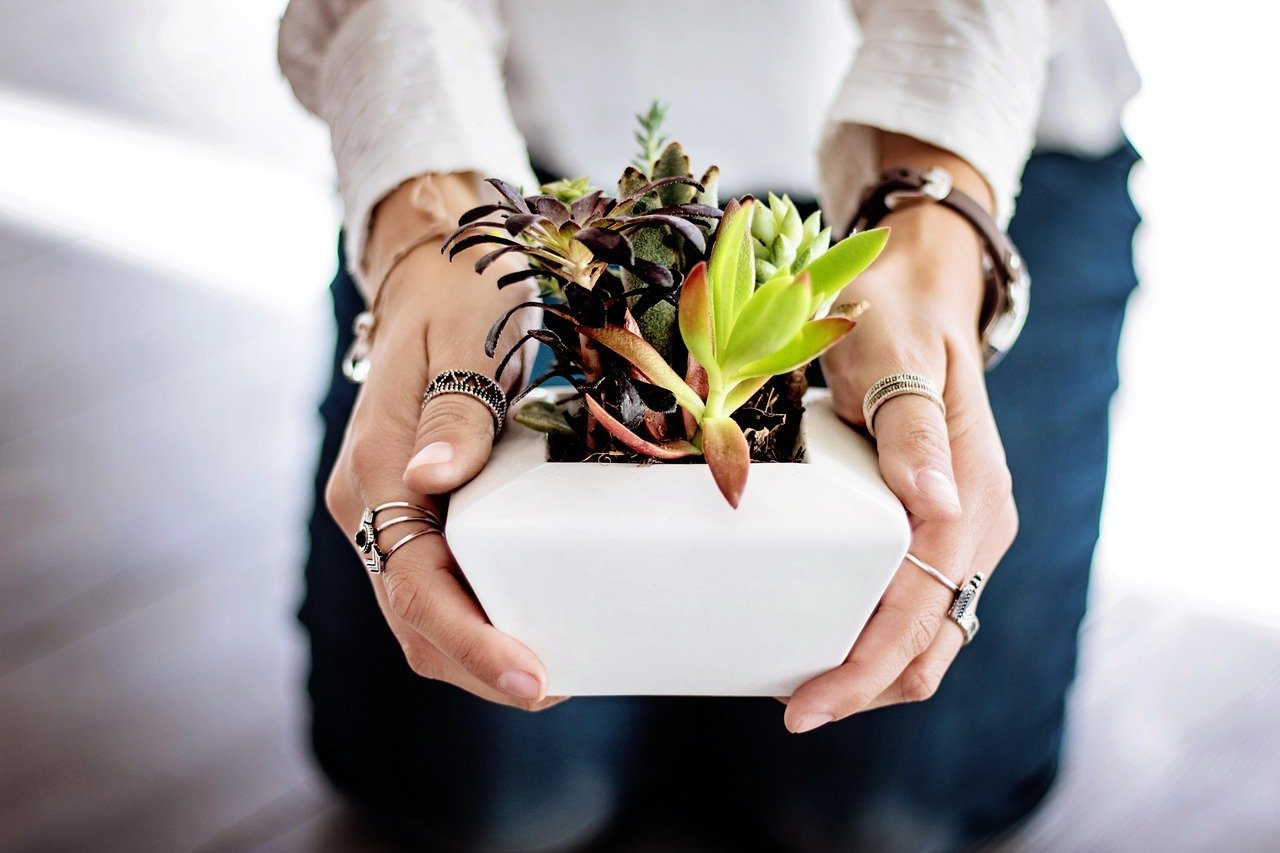 Cómo cuidar plantas de interior durante la primavera